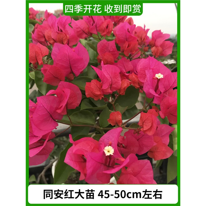 [꽃과 함께 배송] 통안홍대묘 약 45~50cm [사계절 내내 꽃이 피어납니다.