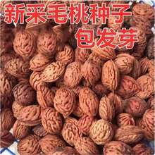 ëҷNëҺɽӘҘNɽҷNӿ޽÷ľ