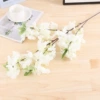 Four Bockest Sakura White