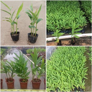 ���� �������� Ұ���� �Gɽ�� ˮ��ֲ�ｪ��ֲ��