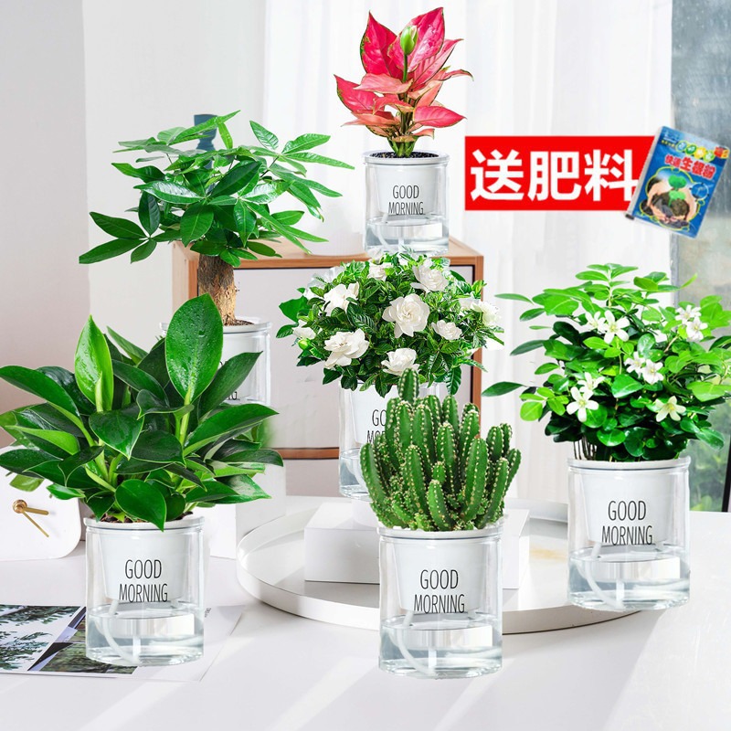 골든 다이아몬드 + 머니 트리 + 치자나무 + 구리샹 + 완중산 + 길리 레드 + 굿모닝