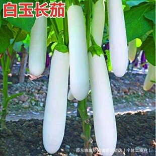 �����L�ѷN�Ӱ�ѩ�������ӷN�Ӵ����ﲥ�߲˷N�Ӱ�ɫ���������̨