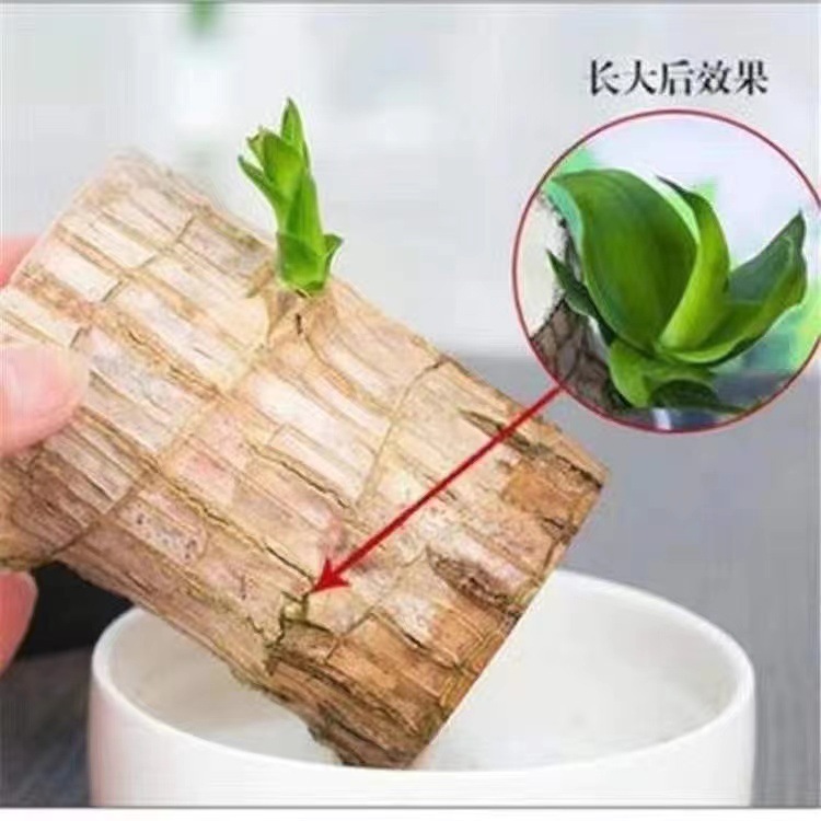 国境を越えた卸売ブラジル木水耕栽培植物幸運の木の切り株と芽と花のデスクトップ小さな鉢植えグルート|undefined