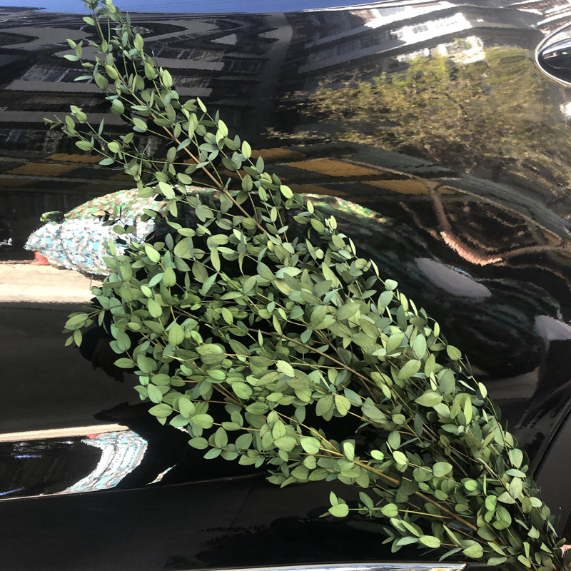 Eterno flor hoja de eucalipto eterno cobre moneda hoja de eucalipto hoja fina eucalipto manzana hoja de eucalipto hoja de mijo eterno mijo fruta