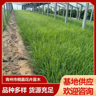 基地供应护坡草坪各种绿化苗 弯叶画眉草护堤草批发