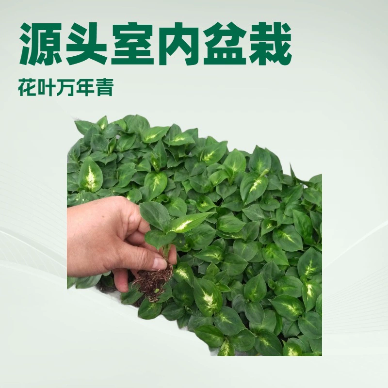 Производители оптом поставляют комнатные декоративные растения, саженцы филодендрона, выращенные методом тканевого культивирования, растения в горшках, семена и рассаду.