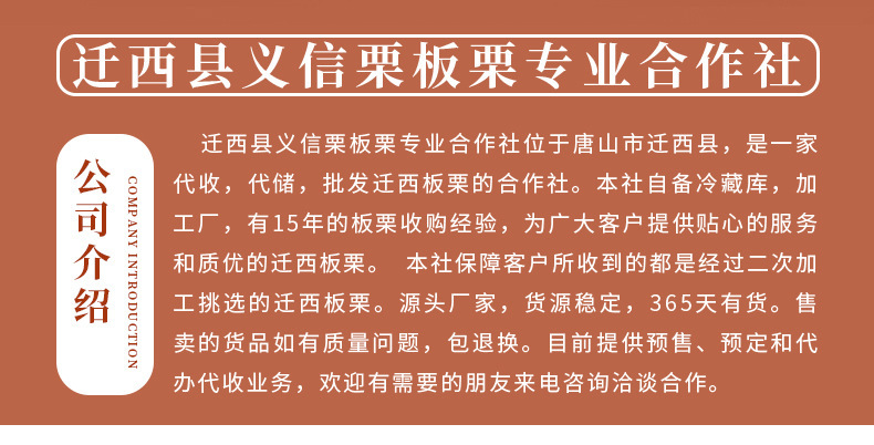 正宗迁西板栗,老树栗子河北迁西生鲜油栗批发,糖炒栗子香甜软糯板栗