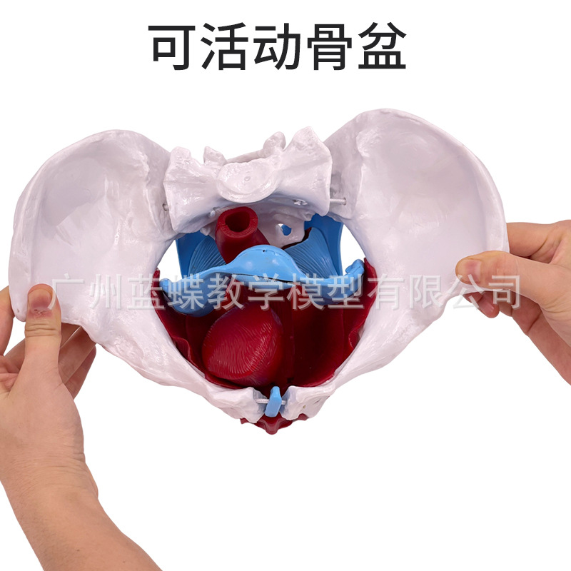 ��̬��ѧ����ɻŮ�Թ��輰�ӹ�ģ����ǻ�ṹ������׼��⿵��