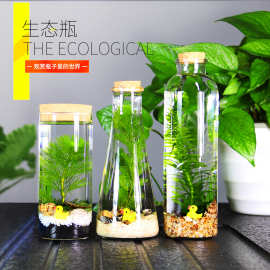 生态瓶微景观免换水斗鱼瓶生态鱼瓶生态鱼缸迷你缸DIY造景摆件