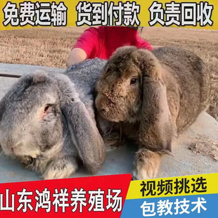 ���N�����÷N�Ãr��S�Ҵ��N���|�����ù�ĸ�Ãr��ă��������l