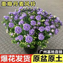 丹麦紫风铃盆栽花苗花苞养活重瓣室内阳台庭院花卉绿植好养跨境