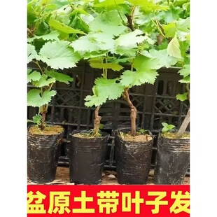 ���ј���ꖹ�õ�����Ѿ޷�����С���ĺڱ��玧�������ϱ�������Y