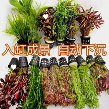 �~��ˮ��ֲ������쾰�ײ�ȫ�����ˮ�ݾGֲ�b�����ˮ����ɰ