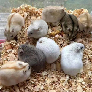 ���l�}���� ���y�ܰ��ܺ�����ţ���Lë�� ��Ȧ���������l