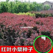 ~С޷N t~С޷N ɫľNӰlѿ󃞻ݸ߳ѿ