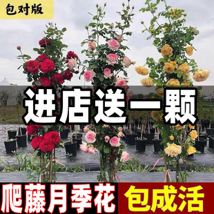 European Vine Rose Flowering Rose Seedlings Climbing Vines Four-Season Flowering Plants Courtyard Balcony Roof Easy to Live and Interesting