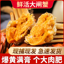 【产地现发】10只4.5两鲜活大闸蟹全母蟹礼盒河蟹8只大螃蟹公蟹