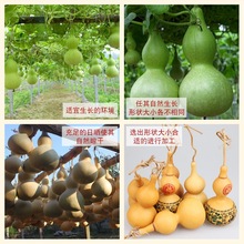 ����Ȼ���J�[������ƺ��J��ˇƷ���зN��