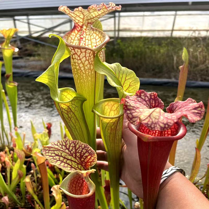 Flytrap Potted Mosquito Repellent Plant Piranha Pitcher Plant Bottle Grass Sphagnum Mini Flower Green Plant Hydroponic Plant Flytrap Potted Mosquito Repellent Plant Piranha Pitcher Plant Bottle Grass Sphagnum Mini Flower Green Plant Hydroponic Plant