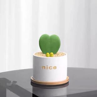 Heart-To-Heart Desktop Plant Trendy Lazy Pot Office Gift Love Orchid Potted Plant Shade-Tolerant Green Plant