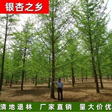 �y��֮�l �S��ֱ�N1-85���� �y�� �y�Ә� �y�ӻ���С���侫Ʒ��