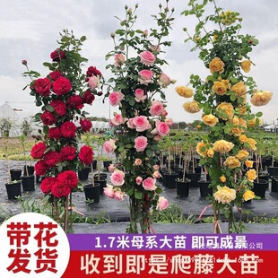 ���¼��ٱ��¼������ļ�����õ��ͥԺ�Nޱ���绨���_��������