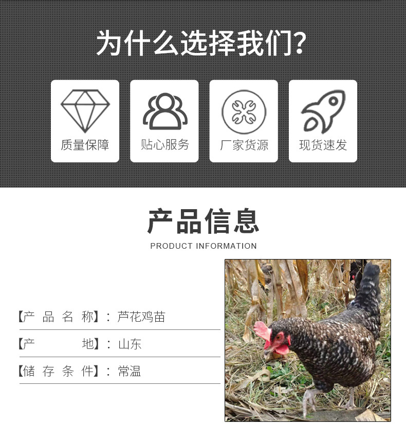芦花鸡苗-1_02.jpg