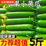 蔬菜旱生5斤现山东黄瓜新鲜小黄瓜小吃水果农家荷兰青瓜10摘现发