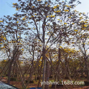 �V�|�S���L�ľ�L�����е����������ֲ���ľ��ľ�L�����е���