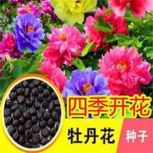 �ļ��_��ĵ�������@�����̨�҃�����Nֲ���ͺ��׻����ĵ������