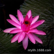 ˯ɏ����K˯ɏ��ɏ��ˮ��ֲ�ﻨ���ļ�����ˮ�B���ɻ����o��N��