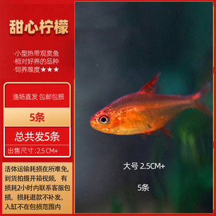 �����~�������~�Ꭷ�^�p�~�ɿ���늹�����P���{�P��Ⱥ��