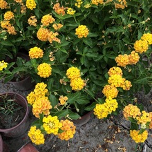 黄色五色梅双色盆 地被植物 花境开花盆栽 成都园林绿化工程苗木