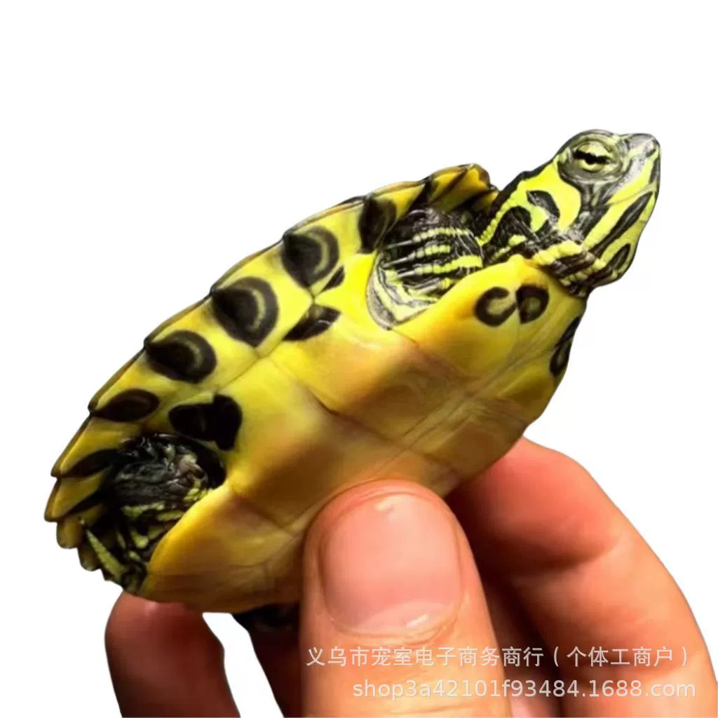Жёлтый ушной черепашка? нет — это текст: "Yellow ear turtle [mutt fish tank mixed breeding pet source wholesale hot selling small turtle healthy lively active]"
