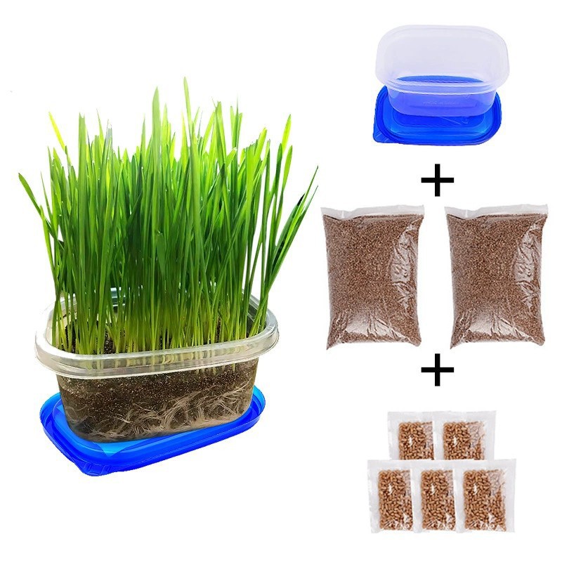 semilla de trigo de hierba de gato hidroponía plantación de maceta de hierba de gato pereza gato pequeño gato snack maceta de trigo