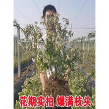 �{ݮ��������ԊW�᠖�G��ʯ�����Ϸ������Nֲ�{÷���ش���{ݮ��