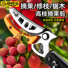 ���P䓼�����֦ժ���� ���L�Ӻ����λ��s�{���ľ��֦ժ����