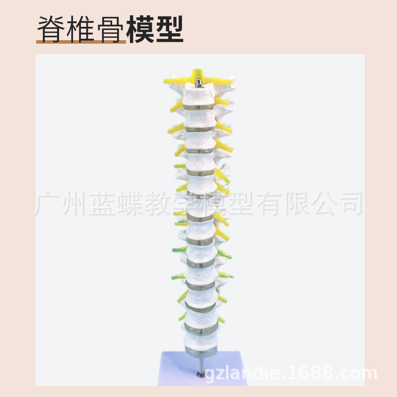 ���弹��ģ�� ��׵�� ��׵ģ�� ��׵���� ��׵�ṹ��׵����ģ��