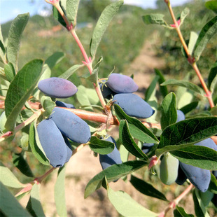 �{����� ɽ������ �{������� �������� ��Ϲ������Ʒ�N�{�����