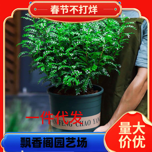 һ�����l��ò�����ֲ���������ľ����ֲ���҃Ⱥ��B�Gֲ�������