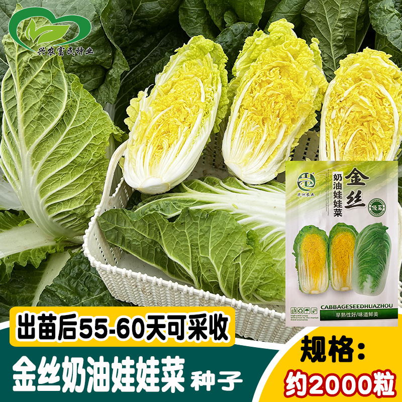 华洲金丝奶油娃娃菜种子 四季菜园黄心小棵白菜种籽 蔬菜孑