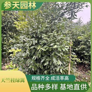 ���ù�G�h ���ù�G�h���l �߶ȹڷ�100~180���ֿ��x �G�h����