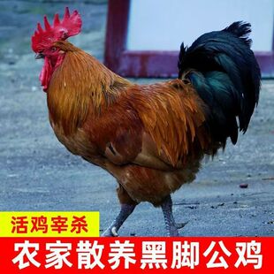 ��ɢ�B���_���u����+�������u�F�����u�ߵ��u�����u���r�r��