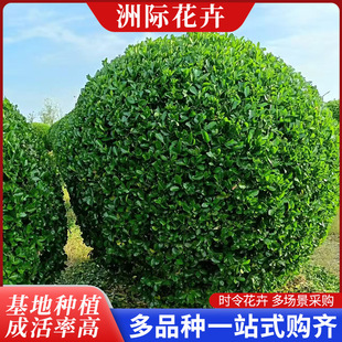 ���~�S���� �޼����Ɍ��� �ڷ�50-150cm ͥԺ�e���쾰 �ͺ����޼�