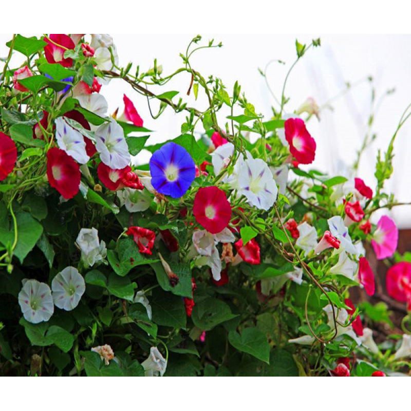 Semillas de flores, semillas de flores.