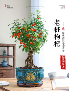 ��轘��辰�����Ϙ������҃ȾGֲ��ʽ�����k���ҿ�ʳ�üt���ֲ��