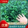 品种基地工程景区绿化苗