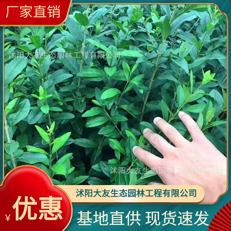 Водная восковая основа оптом сорта собственного производства в комплекте с живописным ландшафтом Озеленение саженцев