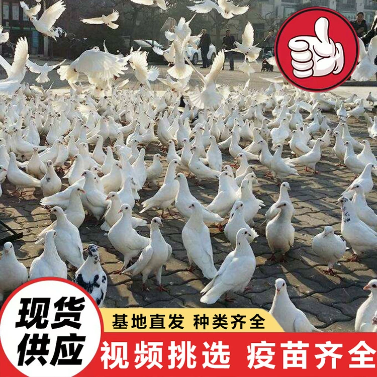 Кормление квадратных голубей в туристических достопримечательностях и проектах культурного туризма, выпуск голубей мира в парках, домашние декоративные голуби и цены на голубей.