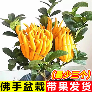 ���ָ����Ԏ������ʳ��ֲ���̨ͥԺ���ܾGֲ���֘�������辰